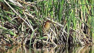 V23 Least Bittern flying and walking