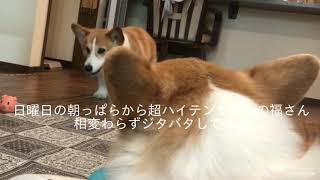 ハイテンションの兄に辟易する妹コーギー