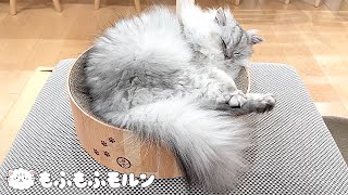 今日こそ寝たまま猫の足裏バリカンをかけたかったのですが‥ 【サイベリアン】