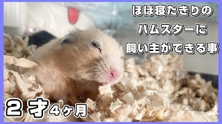 おじいちゃんキンクマハムスターの飼い方　ミルク君２歳　JAPAN HAMSTER