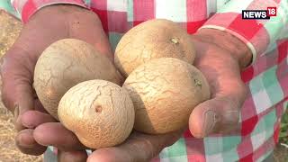 ગુજ્જુ ખેડૂતે વેલા પર ઉગાડ્યા બટેકા | Potato Farming Tips | Gujarat Farmer | News18 Gujarati |