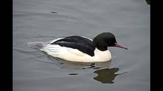 A Gander At A Goosander Bird Call