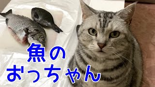 関西弁をしゃべる猫と魚のおっちゃん！おしゃべりペット