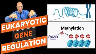 Eukaryotic Gene Regulation: What AP Bio Students NEED to Know