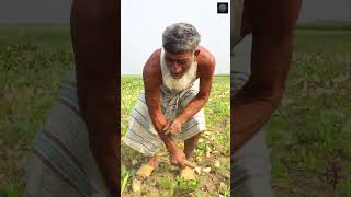 মুলা চাষ করে ক্ষতির মুখে কৃষক  #farmer #farming #shortvideo #subscribe