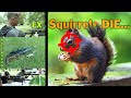 FX Impact VS Kalibrgun Cricket + squirrel hunt (feat. 912 Airguns)