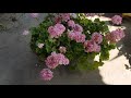 how to grow geranium plant জিরেনিয়াম ফুল গাছ পরিচর্যা geranium ki dekhbhal kaise karna.