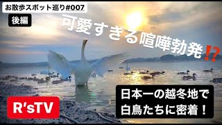 R'sTV 【お散歩スポット巡り】#007 ”宮城県” 日本一の越冬地　白鳥まみれの伊豆沼\u0026内沼　後編