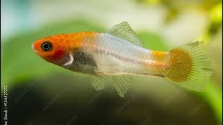 Can We Make It 2 for 2 With Breeding The Kohaku Swordtail.