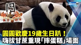 大貓熊圓圓歡慶19歲生日趴！　嗨拔甘蔗重現經典「摔蛋糕」場面 @ChinaTimes