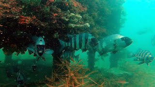 石川県宝立地区　シェルナース2 2型　調査映像