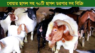 বিদেশী ডরপার বোয়ার সহ ৭০টি ছাগল নিতে পারেন খামার বন্ধ করে দিবেন goat farm