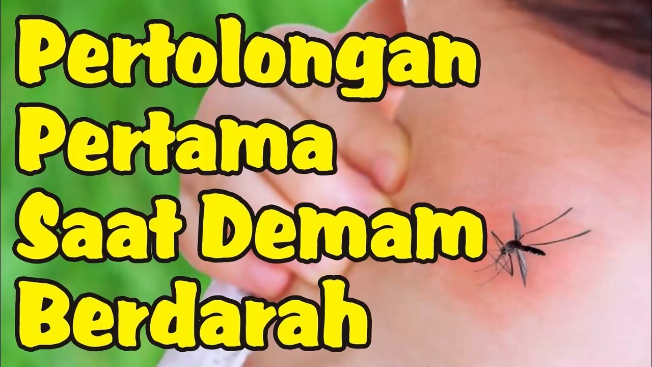 Pertolongan Pertama Saat Terserang Demam Berdarah - YouTube