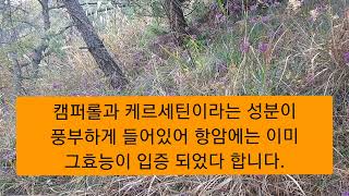 대한민국 최대의 산부추 군락지를 가다. 산부추 효능, 자연산 산부추 모종 파는 곳