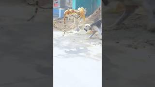 Fake tiger vs dog prank 2