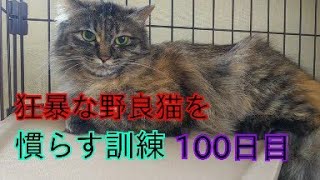 狂暴な野良猫を慣らす訓練100日目