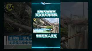 【點新聞】連根拔起！永康大橋車站百年老榕突倒塌　幸連假無人波及