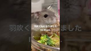 羽吹くんになりましたI'm Blown. #サバ三郎🐟 #MackerelⅢ #ハムスター #hamster #薔薇です🌹#baradesu #Shorts