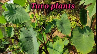 ORGANIC TARO PLANTS HARVESTING #taroplants #arbi #colocasialeaves #trees