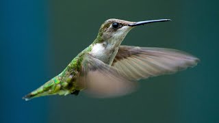 Hummingbird  Feeding the baby chicks