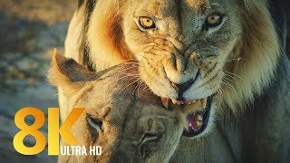 8K Wildlife of Kgalagadi Transfrontier Park, South Africa - Part #2