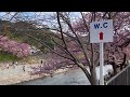 【河津町散歩】伊豆の『河津桜まつり』へ［fhd］