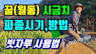 꿀맛나는 월동(겨울) 시금치/심기시기와 방법, 빗자루로 시금치 심기,  파종방법 수확시기