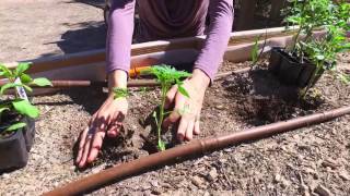 Gardening Tip: Transplanting Seedlings