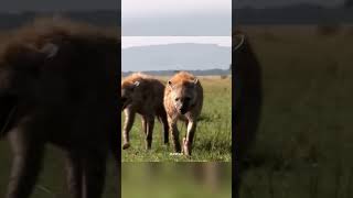 Lion vs Hyena