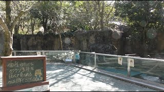 3種のカワウソ (高知県立のいち動物公園) 2018年3月24日