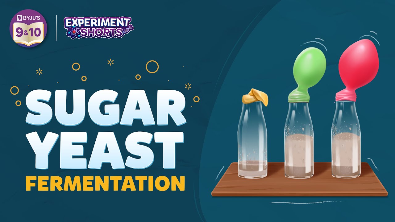 Sugar Yeast Fermentation Experimentshorts Youtube