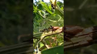 🤪🤪 কাঁটার মত দেখতে পোকারা, পিঁপড়াদের বোকা বানাচ্ছে!!🤪🤪