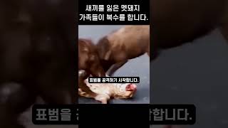 새끼를 잃은 멧돼지 가족들이 복수를 합니다