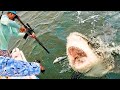 Full Video: How Do American Hunters Deal With Million Of Wild Boar And Shark By Guns