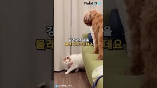 자체 슬로우 모션 가능한 고양이