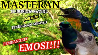 Masteran Tledekan Gunung Gacor Full Isian Tembakan Mewah ❗Ampuh Memancing Emosi Kacer Gacor