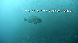 カンパチがイサキの群れから現れる 館山 西川名 202210a