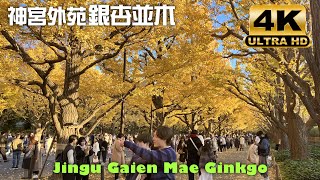 【Tokyo, Japan 4K/60fps Walking Tour】銀杏並木 Jingu Gaien Mae Ginkgo