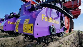 Mechanical weed control in carrots | Feldklasse Pacorel