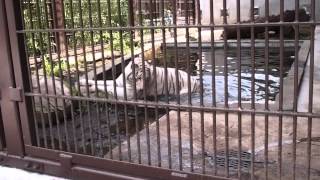 2015.7.20 宇都宮動物園☆ホワイトタイガーのアース【White tiger】_08