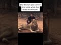 how lion sneeze