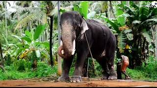 🐘🐘🐘🐘🐘ചുള്ളി പറമ്പിൽ വിഷ്ണുശങ്കറിന്റെ 😍😍🐘കൈ കെട്ടി ഉള്ള ഒരു വഴിയടി 🐘🐘🐘🐘