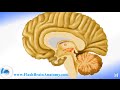 Brain Anatomy - Human Nervous System