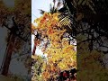 yellow tabebuia flowers in full bloom