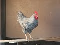 barred rock rooster crowing