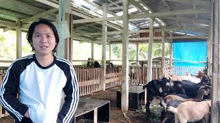 Paano nakakaiwas ang aming kambing sa inbreeding? | Ano ang F1 Anglo-nubian? | Terra Grande Farms