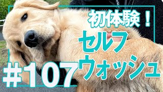 【＃107】セルフウォッシュを初体験するこいぬ【ゴールデンレトリバーアポロVlog】