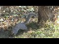 grey squirrel and black capped chickadee