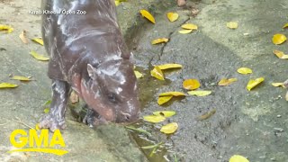 Thailand zoo releases official Moo Deng song