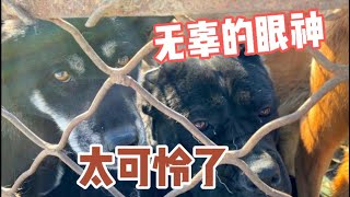 土狗12塊錢一斤賣上狗肉車，露出無辜的眼神，看著真可憐